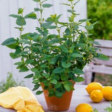 Floramut Limon Otu Oğul Otu Fidanı 10-20 cm