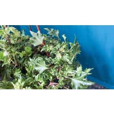 Bitki Tasarımı Çınar Yapraklı Hedera Helix Sarmaşık Duvar Orman Sarmaşığı 10-20 cm