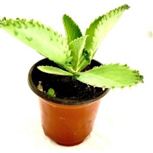 Biorganix Life Kalanchoe Laetivirens Sukulent 5.5 cm Saksıda