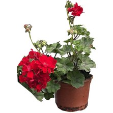 Lux Garden Sakız Sardunya