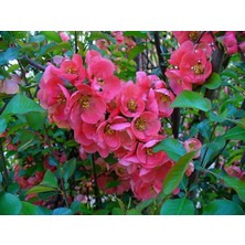 Biorganix Saksılı Japon Ayvası Bahar Dalı Fidanı 20-30 cm Chaenomeles Japonica