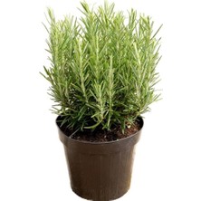 Biorganix Biberiye Fidanı 3 Adet 20-30 cm (Rosmarinus Officinalis)