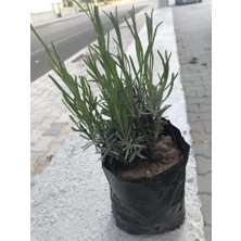 Biorganix Ekonomik Boy Lavanta Fidanı 5 Adet 15-25 Cm Intermedia