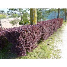 Plantistanbul Berberis X Ottawensis Superba, Bordo Hanım Tuzluğu, Saksıda