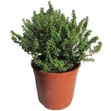 Biorganix Dağ Bahçe Kekiği Fidanı 10-20 cm 1 Adet Thymus Vulgaris