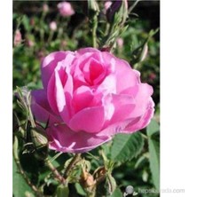 Mimoza Isparta Gülü Fidanı Poşetli Tüp 5 Adet 15-25 cm