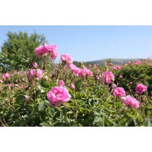 Biorganix Ispartadan Geleneksel Hakiki Isparta Gülü Fidanı 15-25 cm