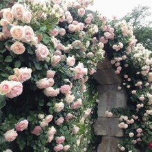 Mimoza Yediveren Pembe Beyaz Sarmaşık Gül Fidanı 1 Adet 15-25 Cm