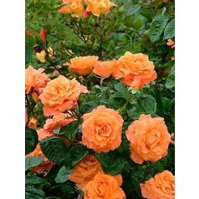 Biorganix Yediveren Somon Kayısı Sarmaşık Gül Fidanı 5 Adet 15-25 cm