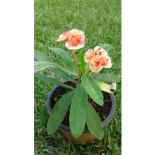 Biorganix Saksılı Ebruli Dikenler Tacı Japon Iğnesi Euphorbia Milii 10-15 Cm