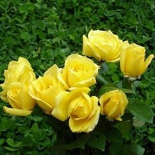 Biorganix Yediveren Sarı Gül Fidanı 1 Adet 15-25 cm