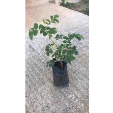 Biorganix Kabristan Mezarlık Için 4 Lü Bitki Fidan Çiçek Seti