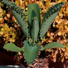 Asteratya Aşkın Gözyaşı Çiçeği (Kalanchoe Daigremontiana) 10-20 cm