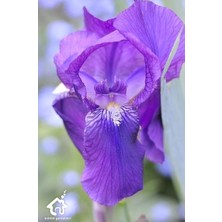 Biorganix Kabristan Mezarlık Için Saksılı Mor Zambak Çiçeği 20-40 cm Lilium