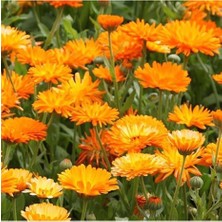 Biorganix Kabristan Mezarlık Için 8 Li Bitki Fidan Çiçek Seti