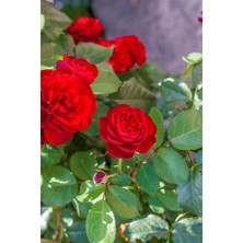 Online Botanik Gül Fidanı Kokulu 10-20 cm