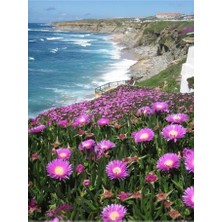 Biorganix Saksılı Kaz Ayağı Çiçeği Fidanı 10-20 Cm