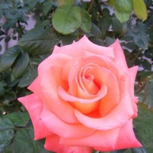 Biorganix Saksılı Yavruağzı Yediveren Gül Fidanı 20-50 cm