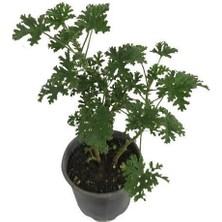 Biorganix Kokulu Itır Çiçeği (Pelargonium Graveolens)