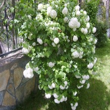Biorganix Saksılı Kartopu Çiçeği Fidanı 40-60 cm Viburnum