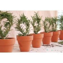Biorganix Biberiye Fidanı 5 Adet 10-20 cm (Rosmarinus Officinalis)