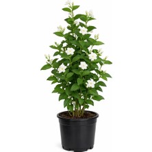 Arap Yasemini (Jasminum Sambac) 100 cm | Sarmaşık Form | Beyaz Çiçekli | 12-17 cm Saksı | Balkon & Bahçe Bitkisi