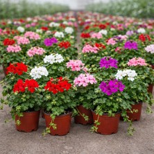 Sarkıcı Sakız Sardunya Canlı Çiçekli | Karışık Renk Gönderim (Kırmızı, Beyaz, Pembe, Açık Pembe, Mor, Bordo, Ebruli) | Balkon Bahçe Bitkisi