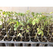 Akita Geleneksel Isparta Yağ Gülü Fidesi