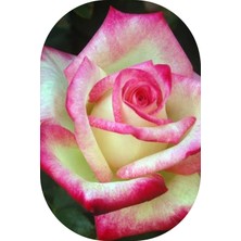 Mert Tarım Gül Fidanı Ebruli Kokulu Yediveren 10-20 cm