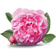 Biorganix Yöresel Isparta Gülü Fidanı 10-20 cm