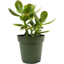 Biorganix Life Para Çiçeği 9.5 cm Saksıda Crassula Ovata 10-20 cm