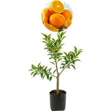 Fidan Sepetim 3 Yaş Aşılı Valencia Portakal Fidanı