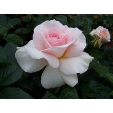 Biorganix Pembe Beyaz Yediveren Sarmaşık Ponpon Gül Fidanı 15-25 Cm