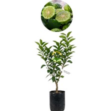 Fidan Sepetim 3 Yaş Bergamot Fidanı 'Citrus bergamia'