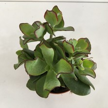 Armen Crassula Ovata Para Çiçeği