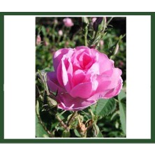 Plantistanbul Kokulu Isparta Gülü Fidanı 10-20 cm