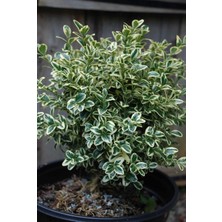 Plantistanbul Alacalı Şimşir Fidanı 40-60 cm