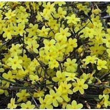 Sarı  Yasemin Çiçeği