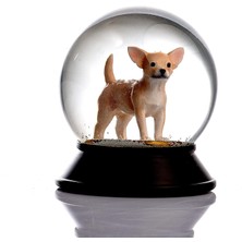 Cam ve Reçine Altın Patiler Köpek Chihuahua (Kayısı) Kar Küresi Hediye