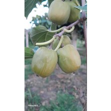 Minikivi Chang Bai Erkekli Dişili 2 Fidan