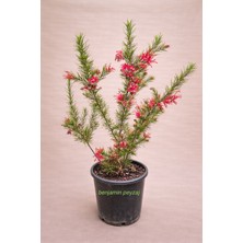 Grevillea Juniperina