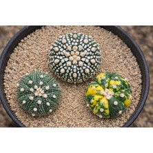 Variegataseeds Astrophytum Asterias ve 'variegated' Kaktüsler 3 Adet ( Saksısız)