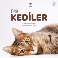 Efe Avm Evcil Kediler