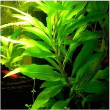 Woof Hygrophilla Lacustris Akvaryum Bitkisi 5 Dal Kolay Bakım Özelliği ile Yeşil Görünüm