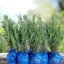 Eget Organik Biberiye Fidesi (12 Adet)