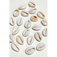 Marsilyan 10 Adet Orjinal Istiridye Aparatı Büyük