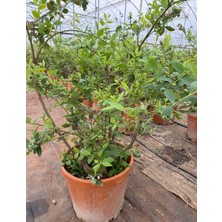 Selinus Meyve Veren Blueberry (Yaban Mersini) Fidanı 4 Yaş 45L Saksı