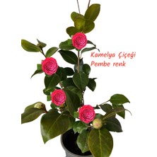 Kamelya Çiçeği Camellia Japonica  Pembe Renk 70-80 cm