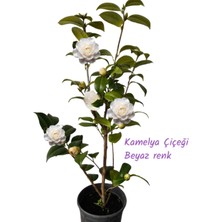 Kamelya Çiçeği Camellia Japonica Beyaz Renk 70-80 cm