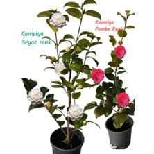 2 Adet Kamelya Çiçeği (Camellia Japonica) Beyaz-Pembe Renk 70-80 cm